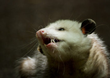 California man who flew to Austin with pet opossum kicked off on return trip