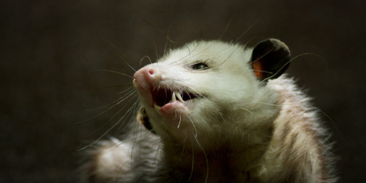 California man who flew to Austin with pet opossum kicked off on return trip