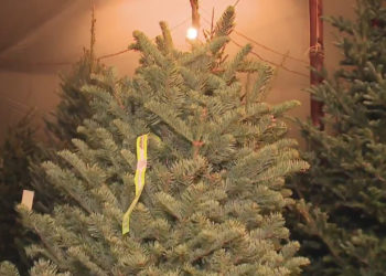 Need to get rid of your real Christmas tree? Here’s how