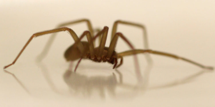 Brown recluse spider bite case heads to Texas Supreme Court