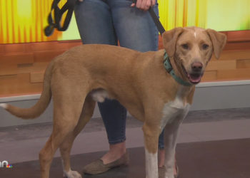 KXAN Shelter Spotlight: Meet Teddy, a Labrador retriever mix at Austin Animal Center