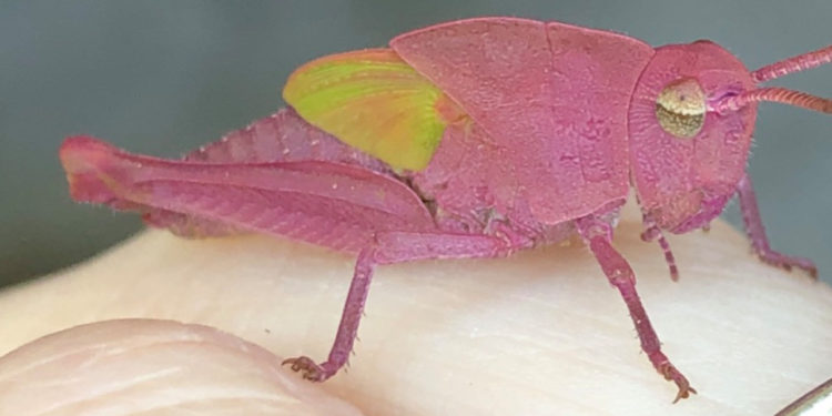 Rare pink grasshopper found in southwest Austin garden