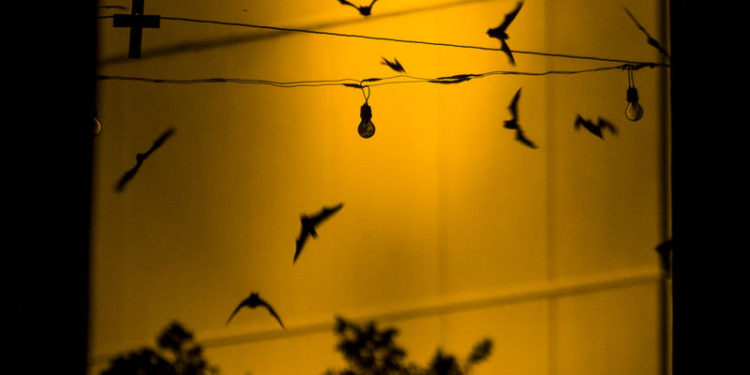 White-Nose Syndrome Has Been Found In Texas. Here’s What That Means.