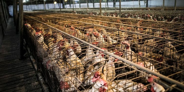 In ‘Barn 8,’ an Unsparing Look at the Industrial Chicken Industry