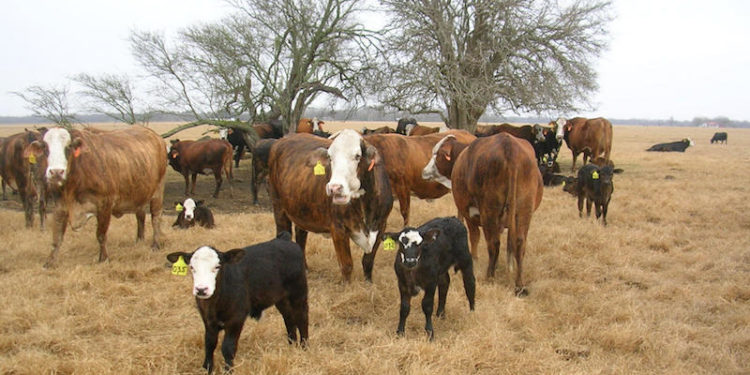 ‘It’s A Real Wreck’: Coronavirus Adds Uncertainty To The Cattle Market