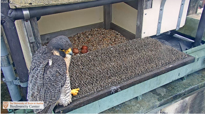 Tower Girl, UT’s Resident Falcon, Has Laid Eggs Again. Will One Hatch This Year?