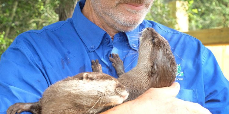 Coronavirus denying Central Texas zoos what they need to survive: Visitors – News – Austin American-Statesman