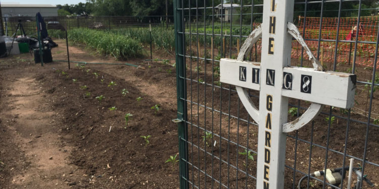 King’s Garden creates produce for Hill Country families in need
