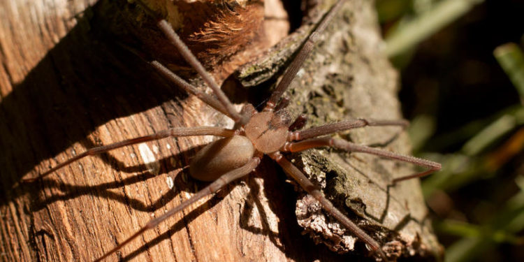 The Spider And The Court: How A Brown Recluse Untangled The Web Of Liability Law