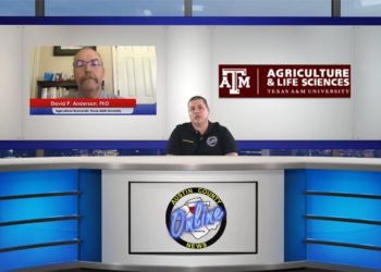 Higher Meat Prices as Cattle Producers See Lower Prices, Texas A&M’s Dr. David Anderson Tells Us Why [VIDEO]
