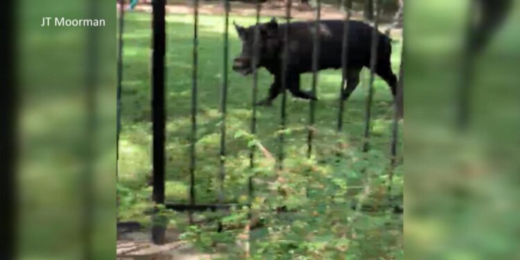Concerns about feral hog encounters sparked by Austin Animal Protection officer’s injury