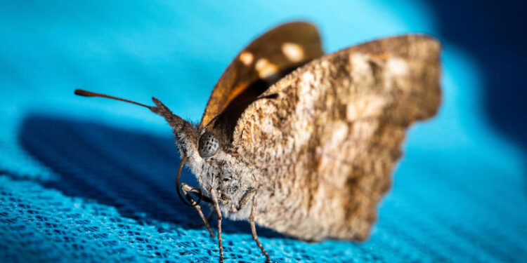 Alas Por Doquier: El Centro De Texas Está Lleno de Pequeñas Mariposas Y Te Explicamos Porqué