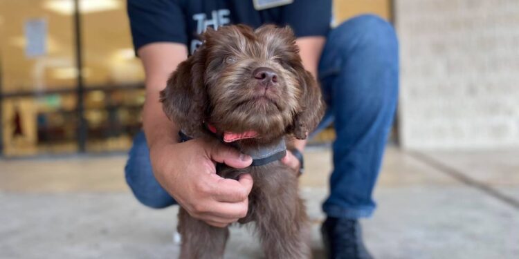 Round Rock ISD introduces ‘Piper’ to help students cope with pandemic stress