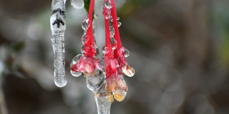 How much damage will this wintry weather cause?