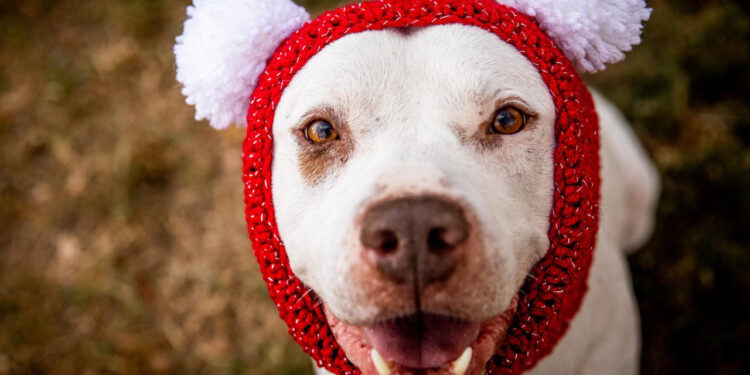 GALLERY: Austin Animal Center dogs and cats staying warm during winter weather