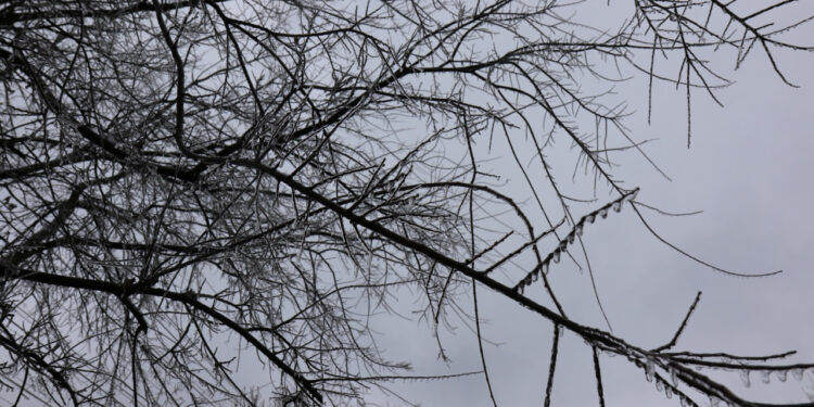 Why vegetation management is ‘critical’ to preventing power outages