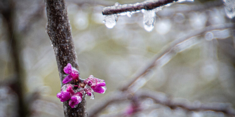 PHOTOS: Historic winter weather in Texas on Valentine’s Day weekend
