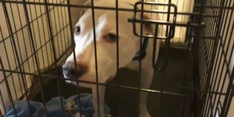 Austin Pets Alive! needs generator donations after power goes out at Town Lake shelter