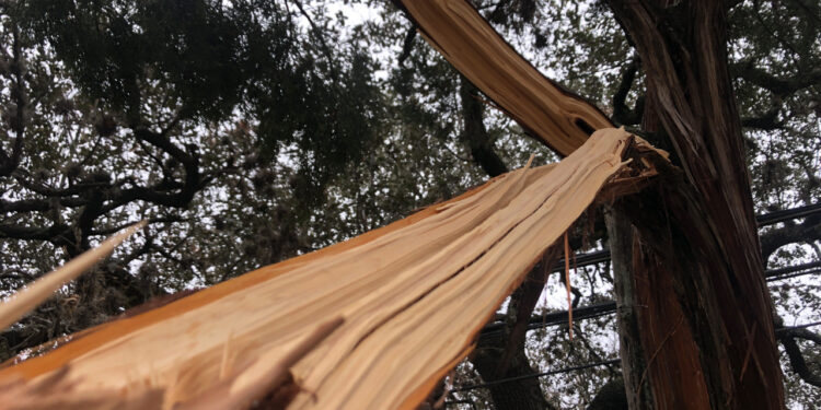 Winter storms damage Central Texas trees, leaving weakened branches and future hazards