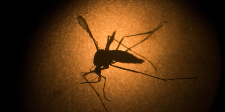 Weather Q&A: Will insects be a problem after the winter storm?