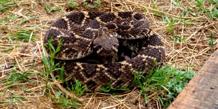 Rattlesnakes are out and about: what to do if you get bit
