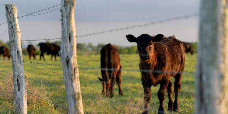 Texas A&M To Spotlight Grass-Fed Beef June 24-25 In College Station