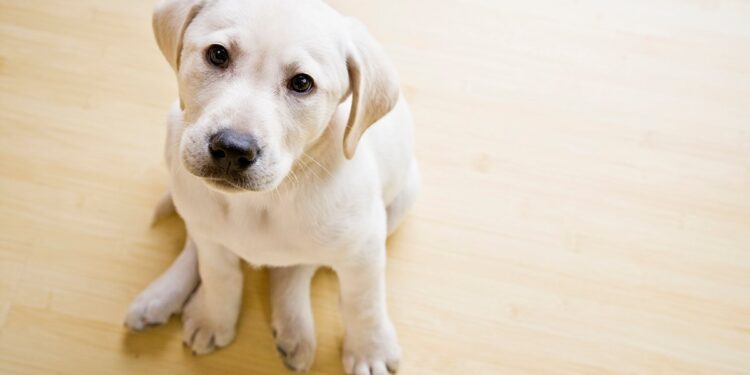 Austin vets and emergency animal hospitals report overload citing more pet owners during pandemic