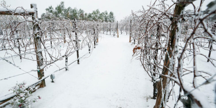 Texas Vineyards Endure Rough Growing Season