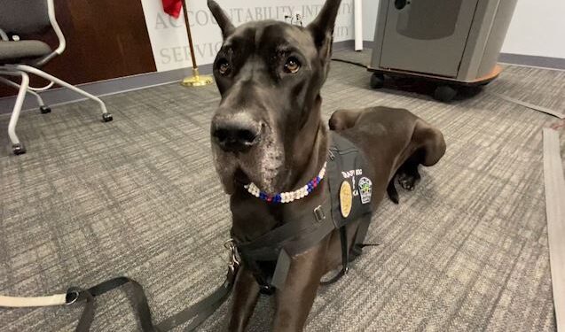 Meet Tonka, Cedar Park Police Department’s newest victim services volunteer