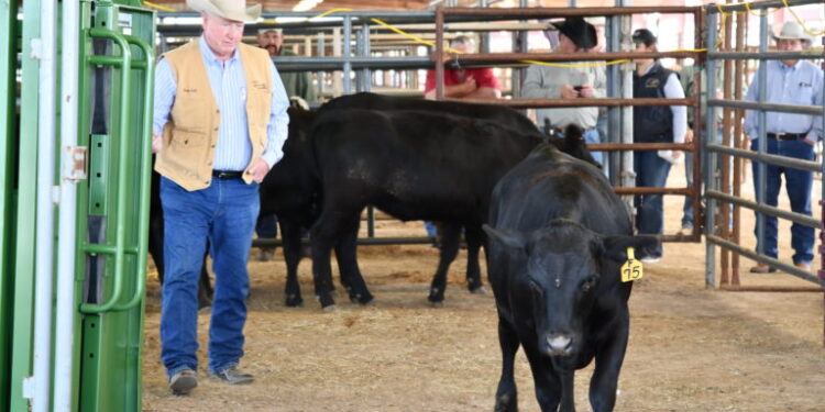Latest Technology Demonstrations Make Texas A&M Beef Cattle Short Course Unique