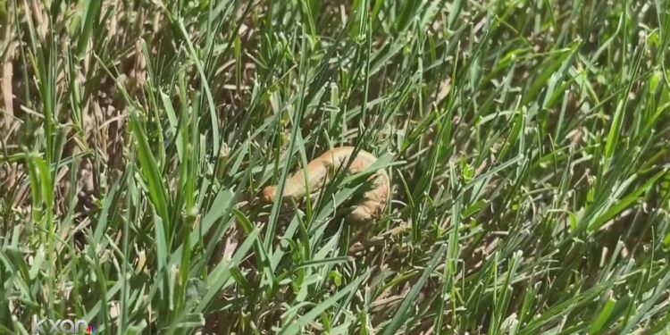 Wet, cooler summer weather leads to an increase in armyworms