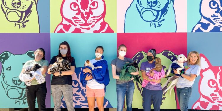 Clear the Shelters: Several puppies named after TODAY Show hosts up for adoption at Austin Pets Alive!