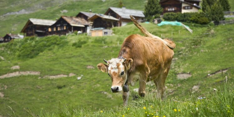 Here Are the Latest Environmental Reasons You Must Stop Eating Meat