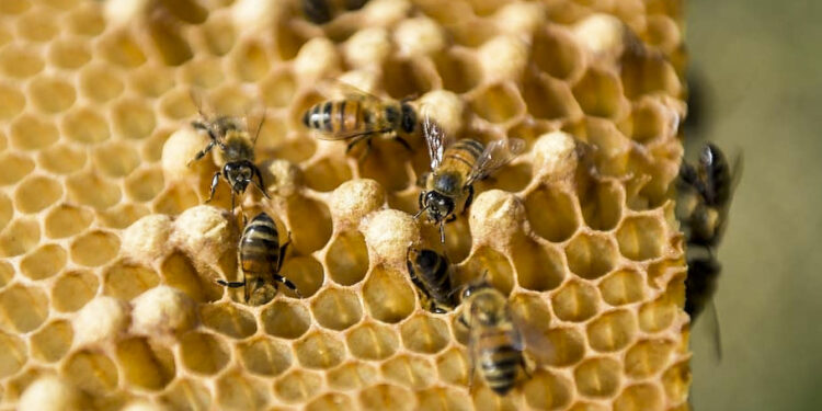 Austin takes first steps as official ‘Bee City’