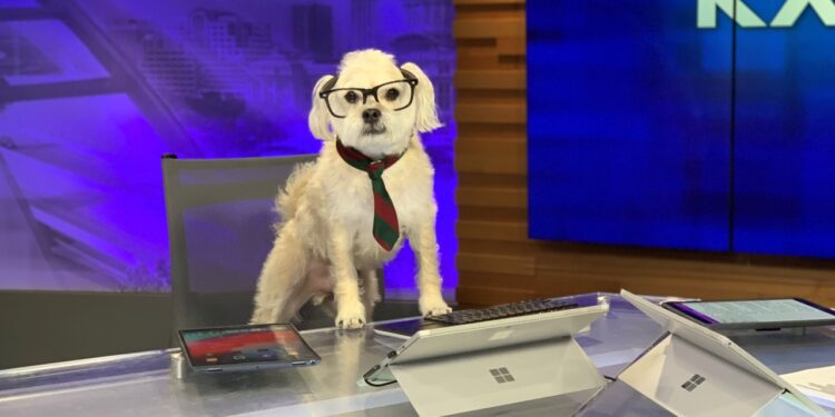 KXAN mascot Kaxan celebrates 10th rescue day with fundraiser party