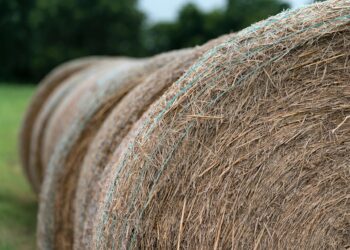 Texas Hay Season Looks Bleak