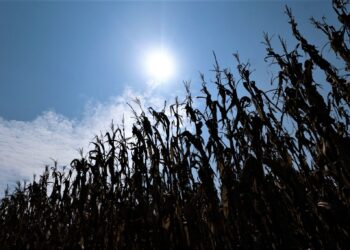 High Temperatures Take Toll On Texas Crops