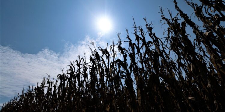 High Temperatures Take Toll On Texas Crops