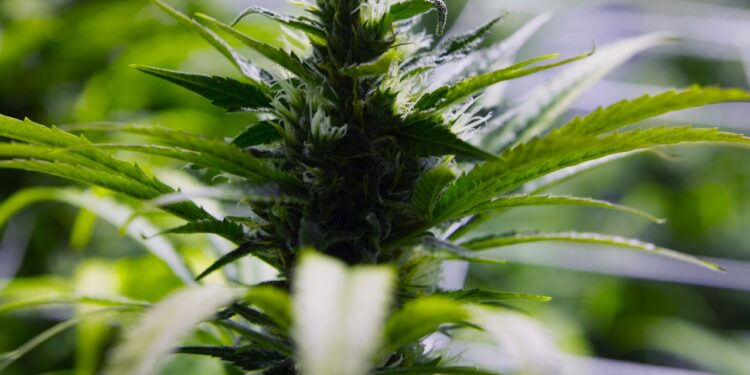 Group gains enough signatures to put pot decriminalization on ballot in San Marcos