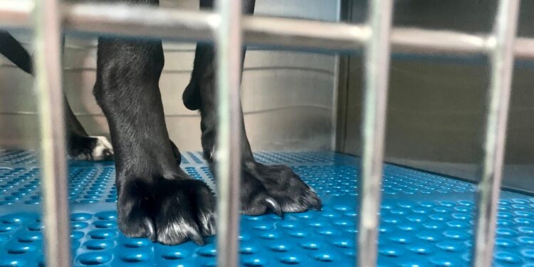 Texas veterinary board uploads missing records after KXAN investigation