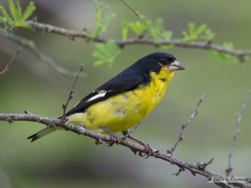 July bird forecast: Lesser Goldfinches and Purple Martins