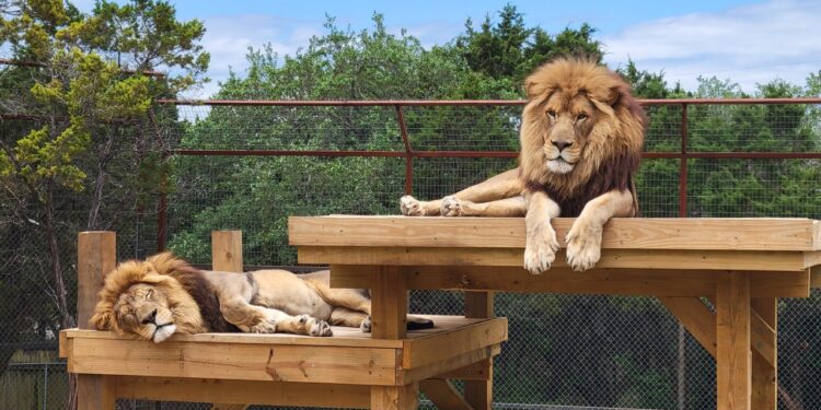6 places to see exotic animals near Austin