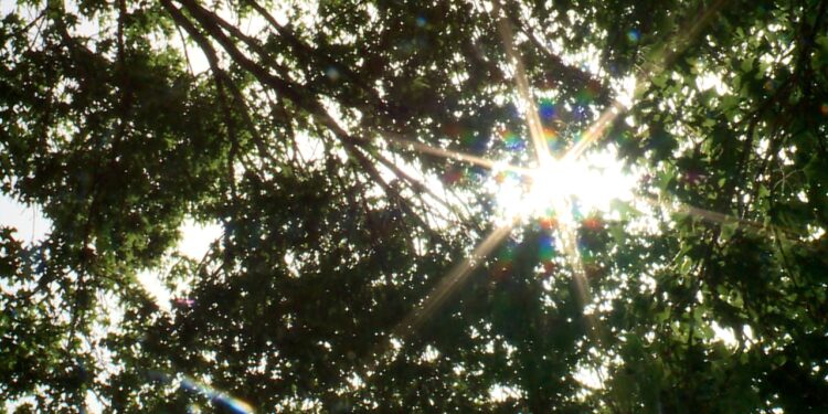 Oncor blames weekend power outages on heat