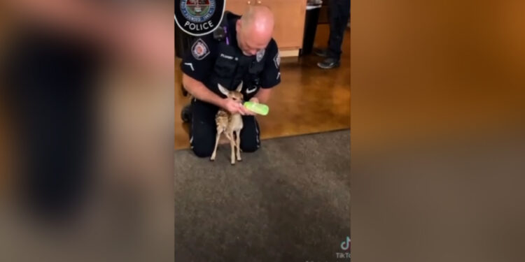 VIDEO: Central Texas police officer takes in abandoned wildlife