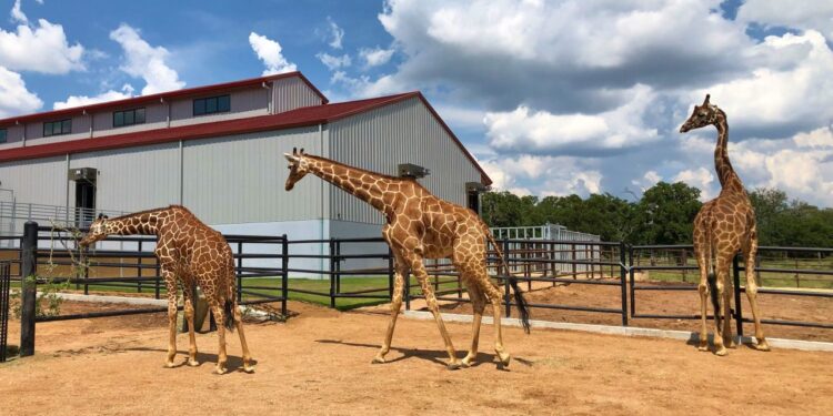 Guests can sleep near giraffes at Fredericksburg zoo