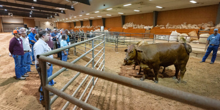 Helping Cattle Producers Manage High Input Costs, Drought